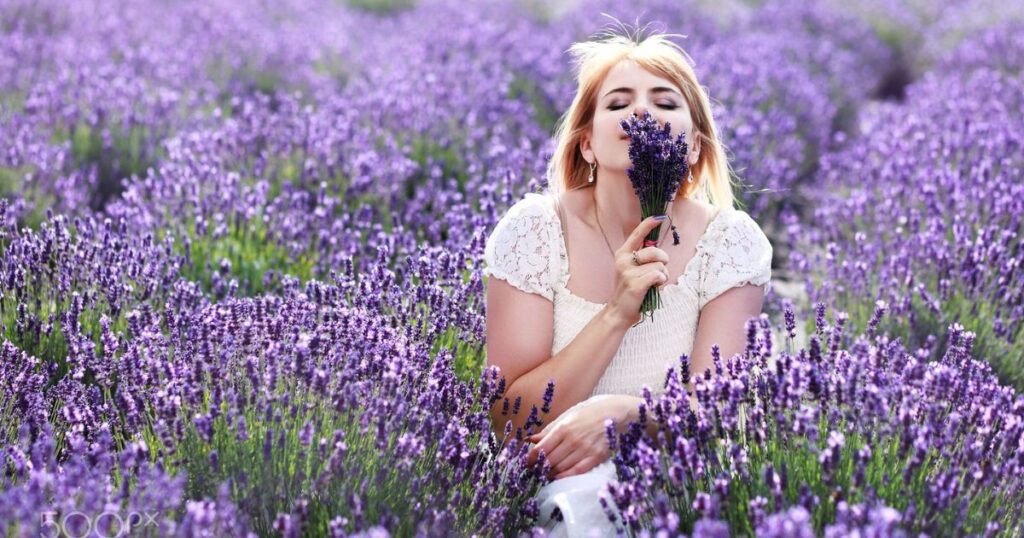 Lavender Blooms