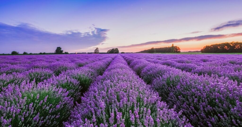 Lavender Quotes