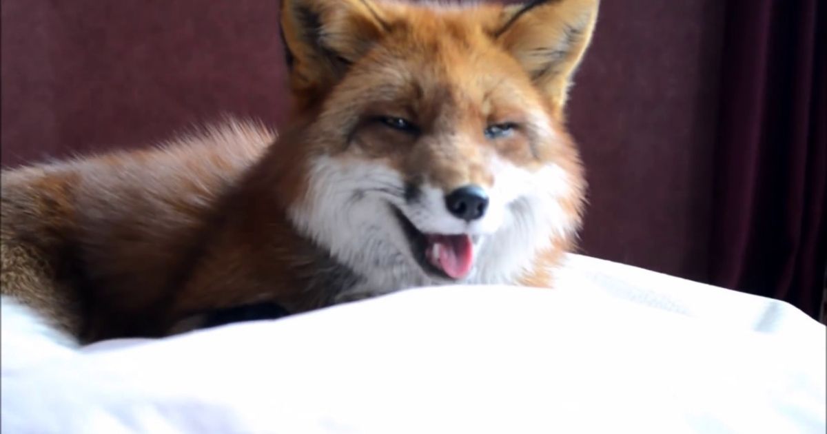 Adorable Fox Names: With Awesome Meanings