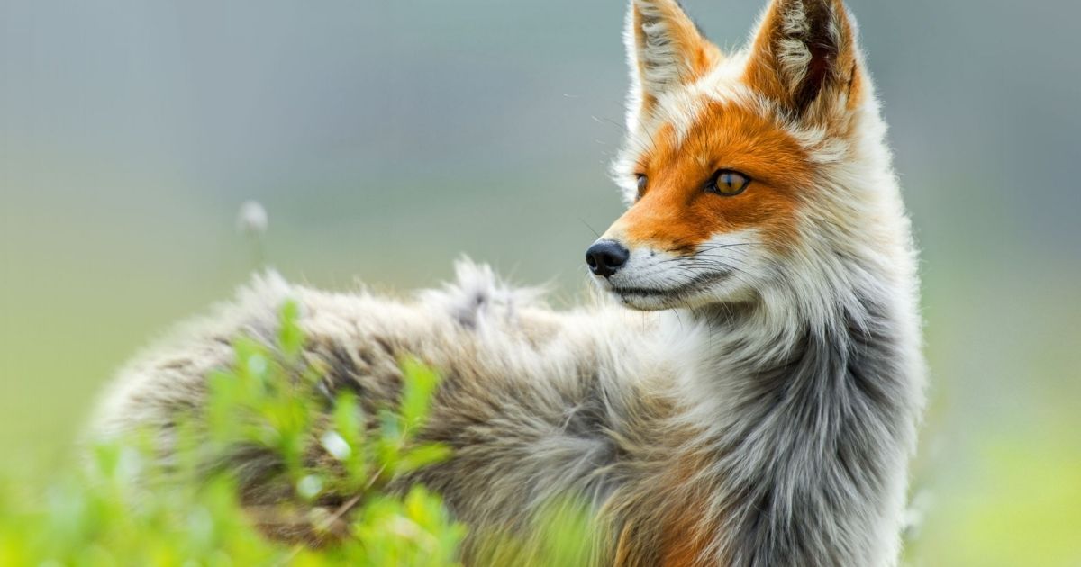 Beautiful Girl Fox Names