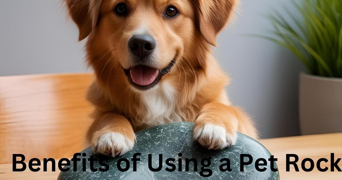 Benefits of Using a Pet Rock