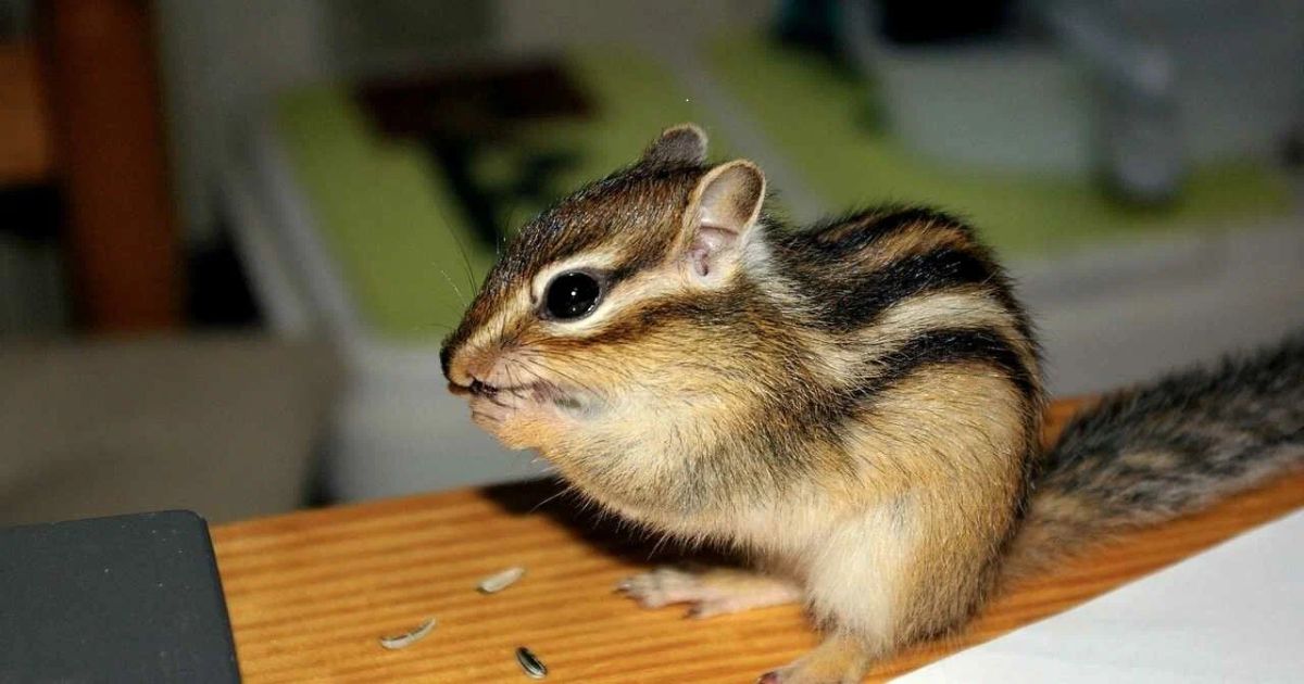 Best Names for Chipmunk