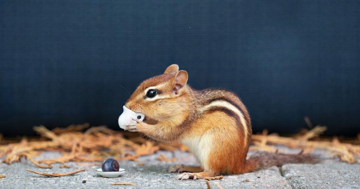Boy Names for Chipmunk