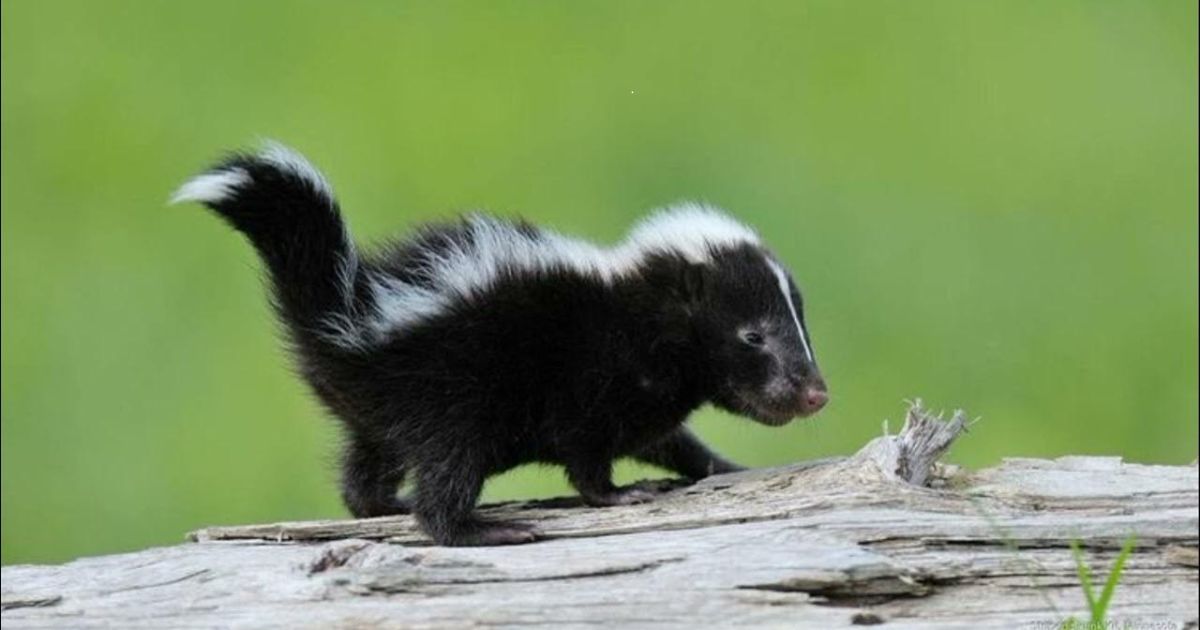 Cool Skunk Names