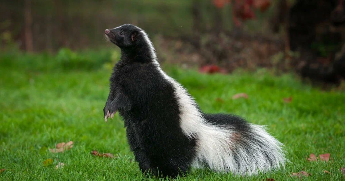 Cute Skunk Names