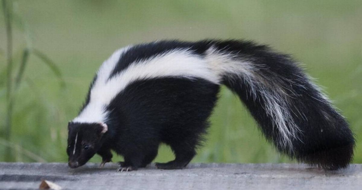 Famous Skunk Names
