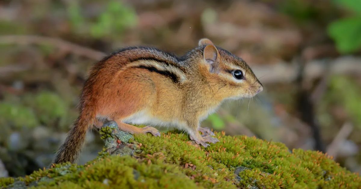 Good Names for Chipmunk