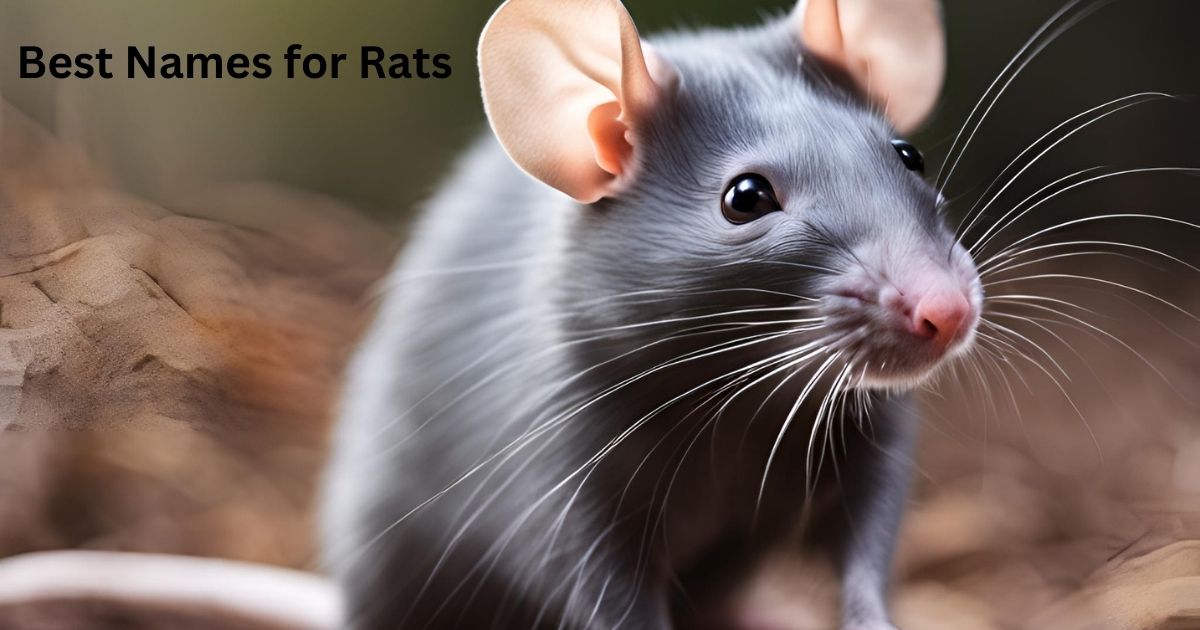 Best Names for Rats