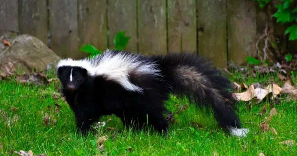 skunk names